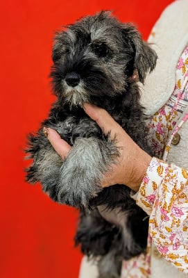 Les chiots de Schnauzer miniature