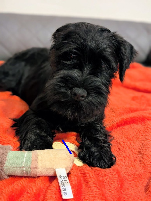 Les chiots de Schnauzer miniature