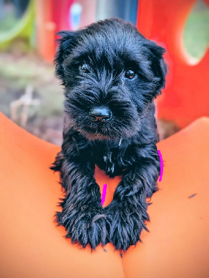 Les chiots de Schnauzer miniature