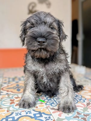 Les chiots de Schnauzer miniature