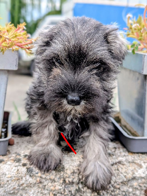 Les chiots de Schnauzer miniature