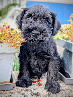 Les chiots de Schnauzer miniature
