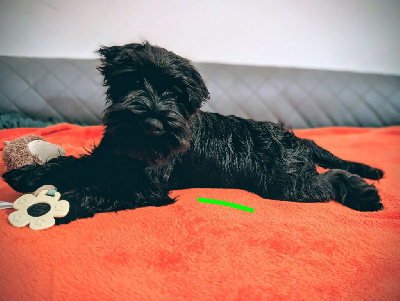 Les chiots de Schnauzer miniature