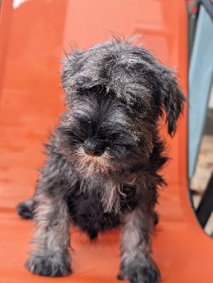 Les chiots de Schnauzer miniature
