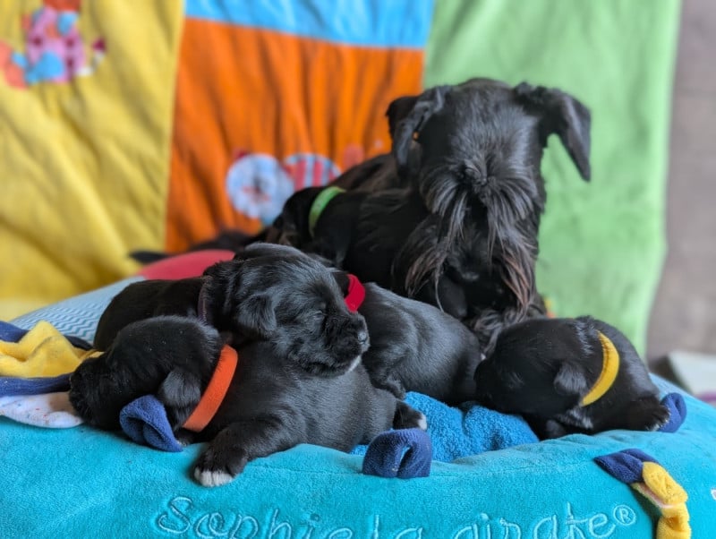 Schnauzer miniature - des Pitchoucas de Lacapelette