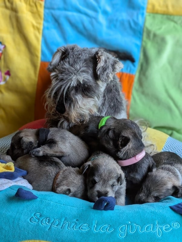 Schnauzer miniature - des Pitchoucas de Lacapelette