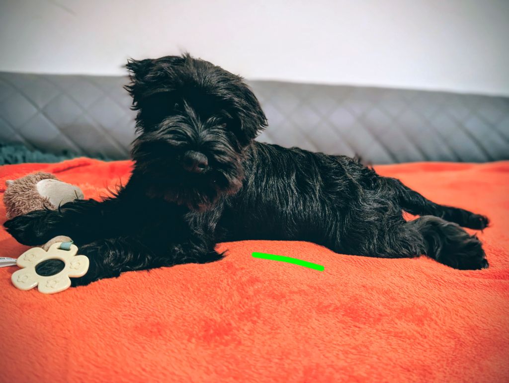 CHIOT 1 collier vert