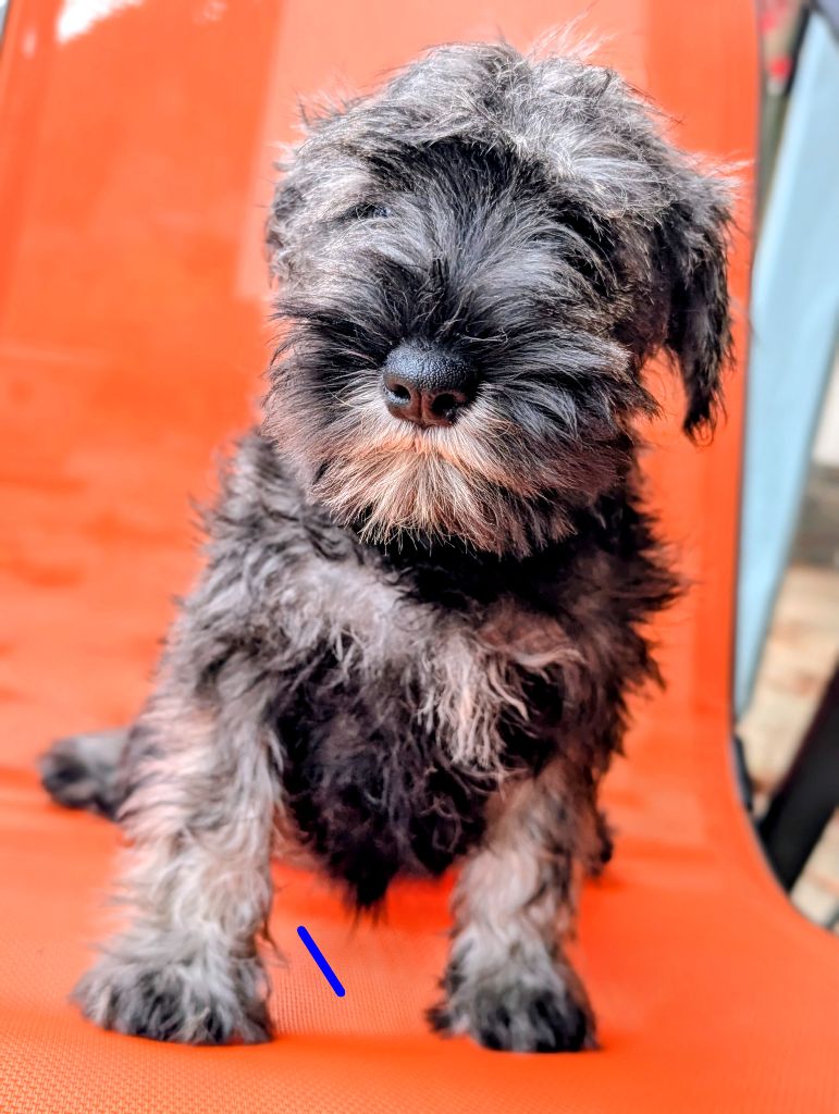 CHIOT 4 collier parme