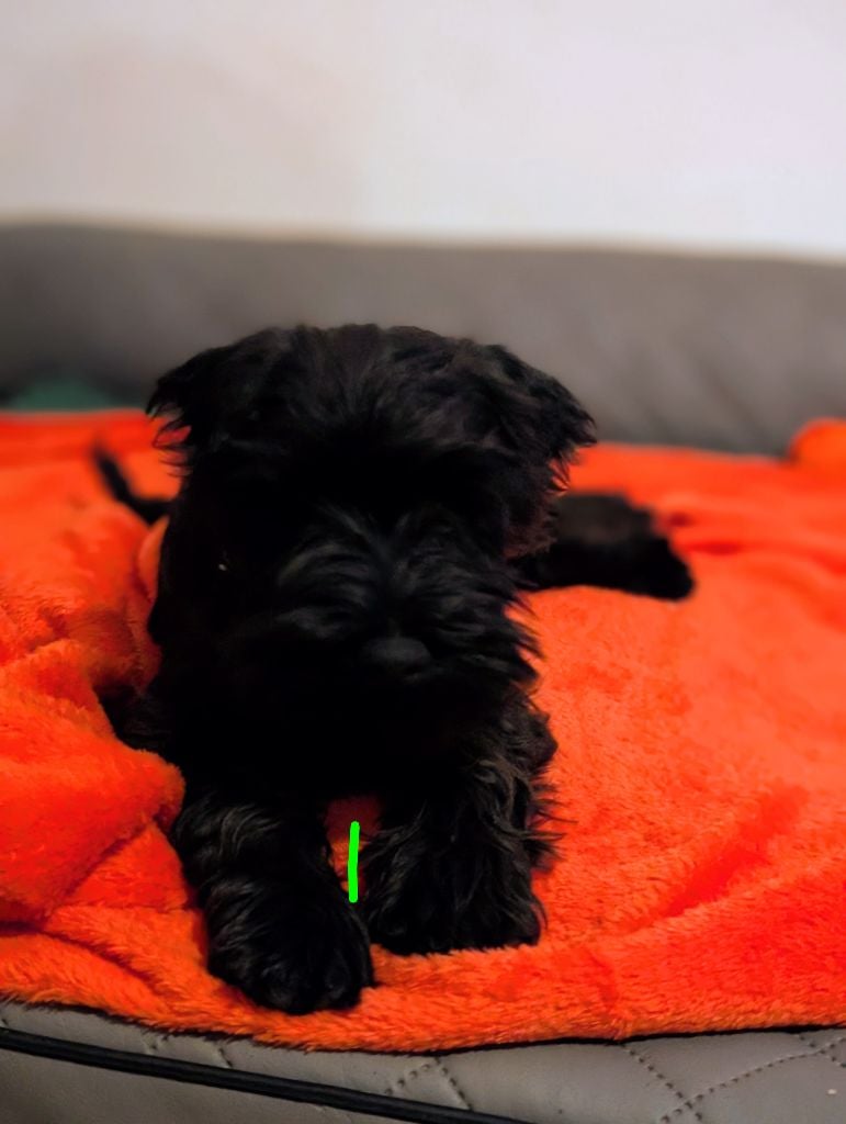 CHIOT 1 collier vert