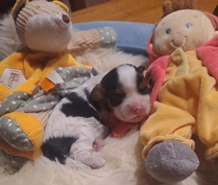 Cavalier King Charles Spaniel - de la Cité d'Hinka