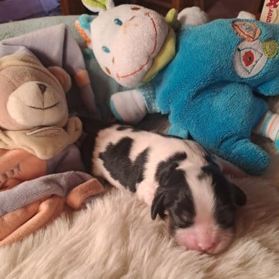 Les chiots de Cavalier King Charles Spaniel