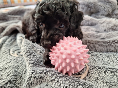 Les chiots de Caniche