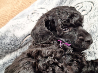 Les chiots de Caniche