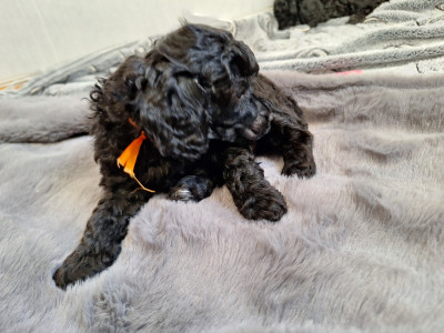 Les chiots de Caniche