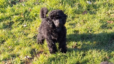 Les chiots de Caniche
