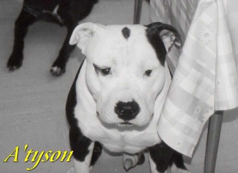 A'tyson (Sans Affixe)