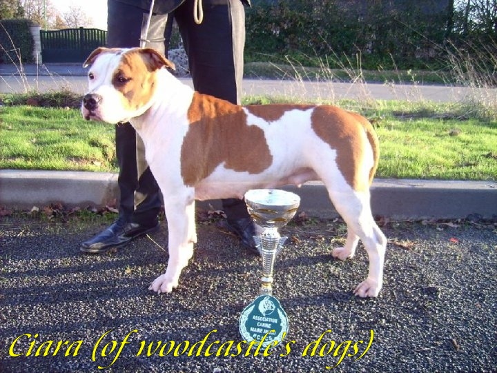 Ciara (Sans Affixe) - 2 eme Excellent Classe Ouverte R.C.A.C.S.