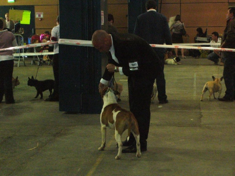 Ciara (Sans Affixe) - 1 ere Excellent Classe Intermédiaire R.C.A.C.S.