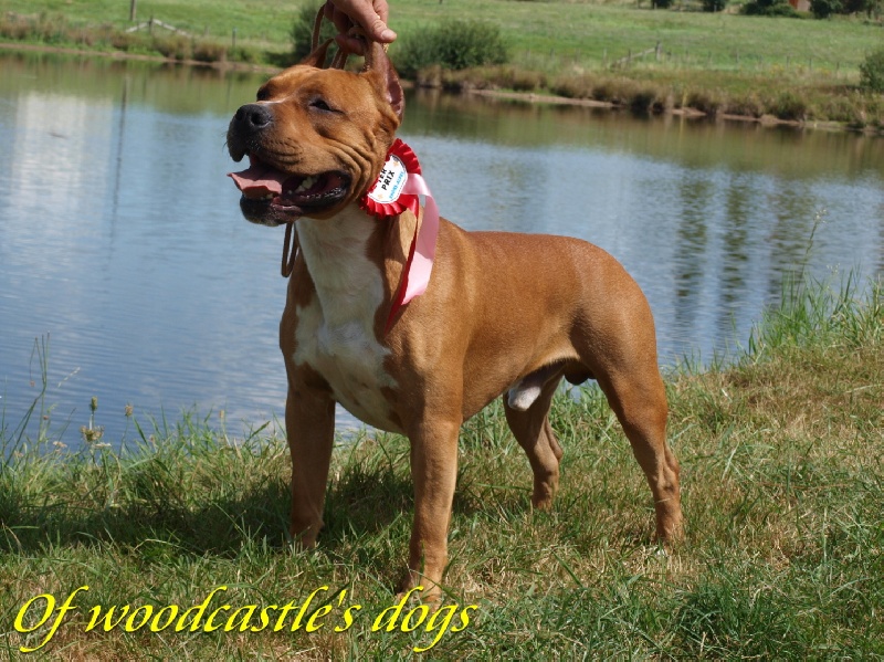 Red king of ring's - 1 er exc classe intermédiaire