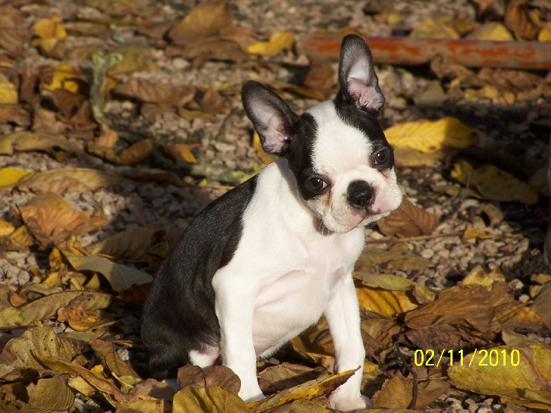 Publication : de Cat'Pat Auteur : sweeties doggies