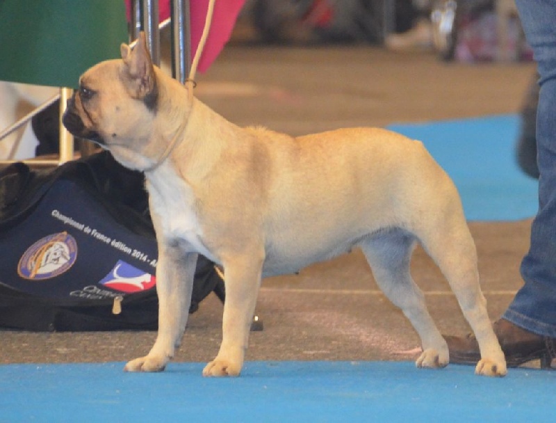 Publication : Sweeties Doggies Auteur : SWEETIES DOGGIES