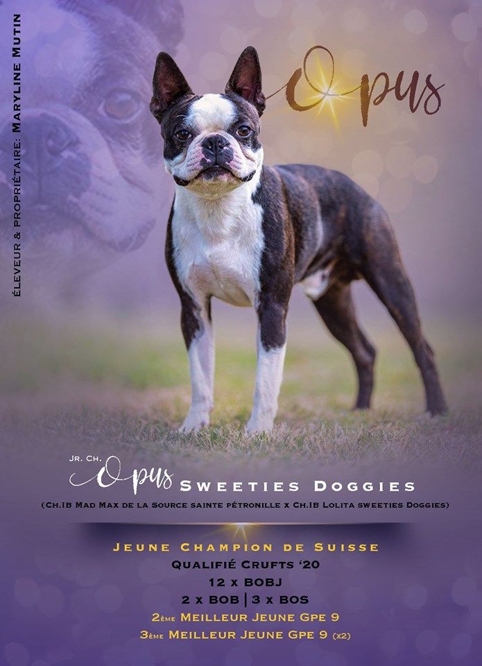 Publication : Sweeties Doggies  Auteur : SWEETIES DOGGIES 