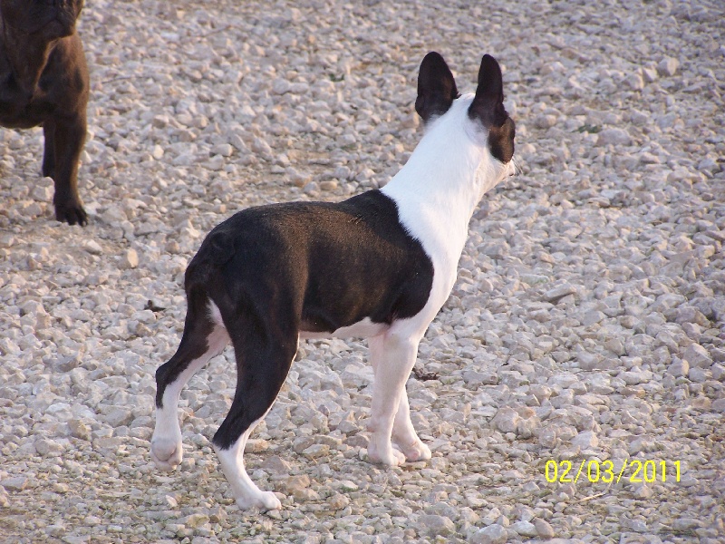 Publication : de Cat'Pat Auteur : sweeties doggies