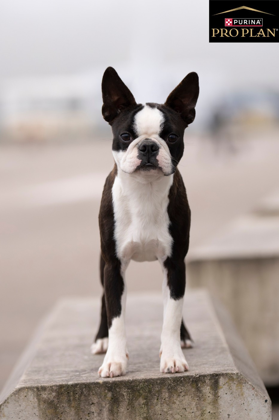 Publication : Sweeties Doggies Auteur : sweetties doggies