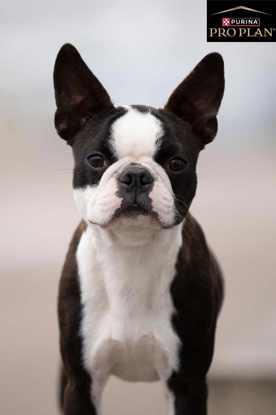 Publication : Sweeties Doggies Auteur : sweetties doggies