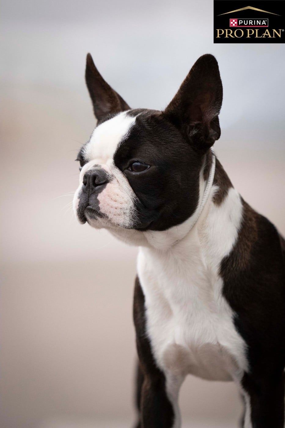 Publication : Sweeties Doggies Auteur : sweetties doggies