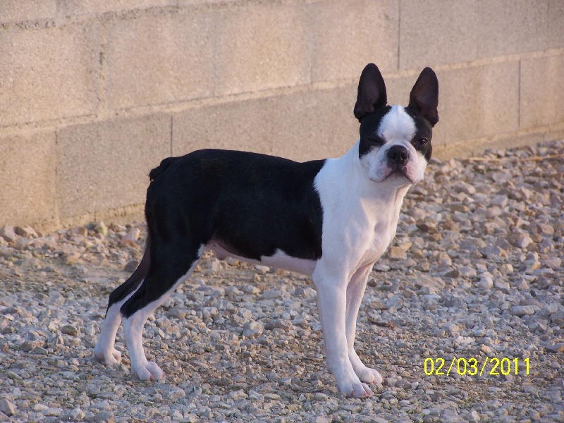 Publication : de Cat'Pat Auteur : sweeties doggies