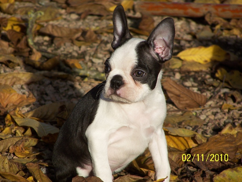 Publication : de Cat'Pat Auteur : sweeties doggies