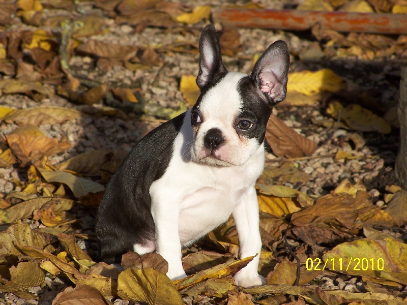 Publication : de Cat'Pat Auteur : sweeties doggies