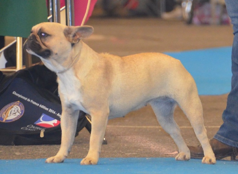 Publication : Sweeties Doggies Auteur : SWEETIES DOGGIES