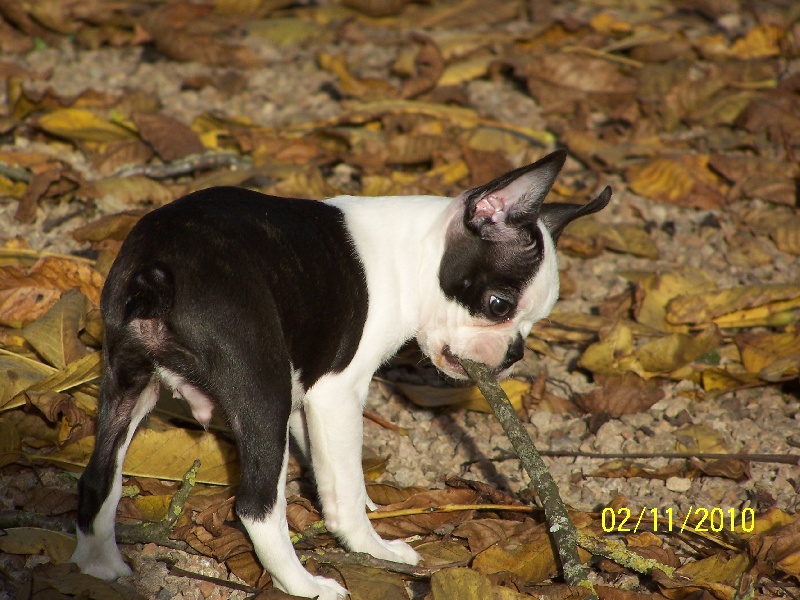 Publication : de Cat'Pat Auteur : sweeties doggies