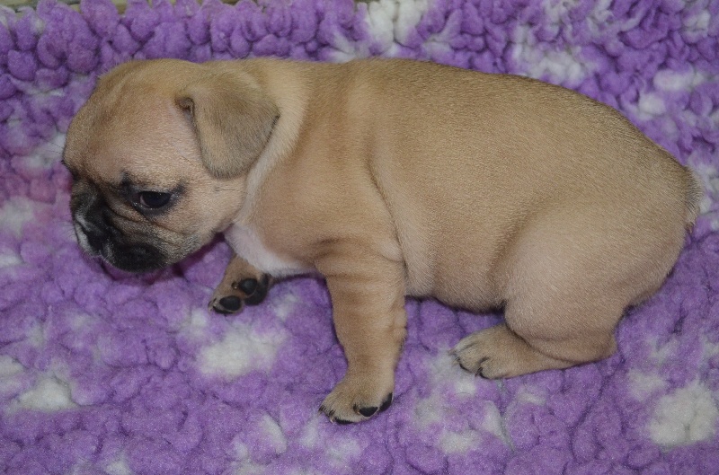 Publication : Sweeties Doggies Auteur : SWEETIES DOGGIES