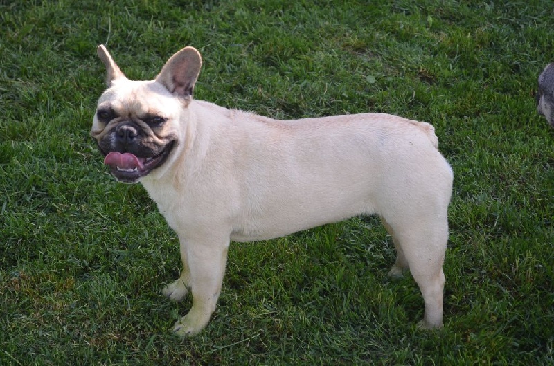 Publication : Sweeties Doggies Auteur : SWEETIES DOGGIES