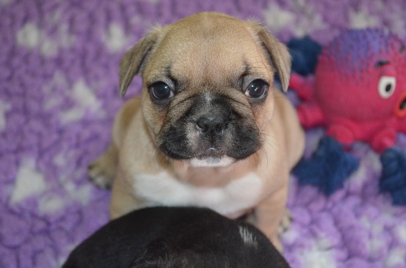 Publication : Sweeties Doggies Auteur : SWEETIES DOGGIES