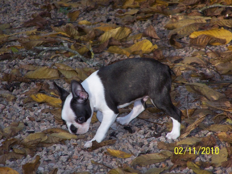 Publication : de Cat'Pat Auteur : sweeties doggies