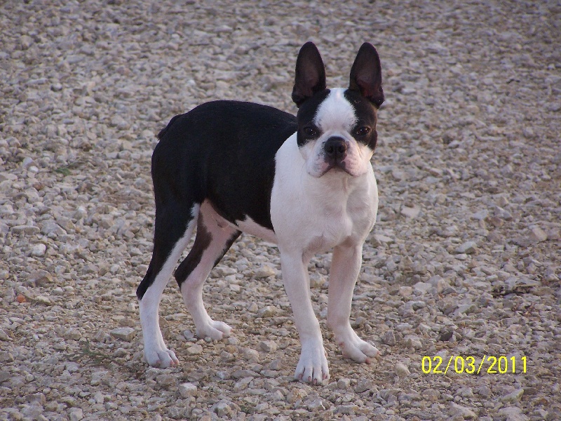 Publication : de Cat'Pat Auteur : sweeties doggies