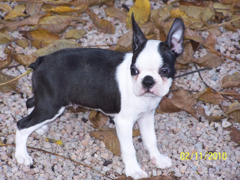 Publication : de Cat'Pat Auteur : sweeties doggies