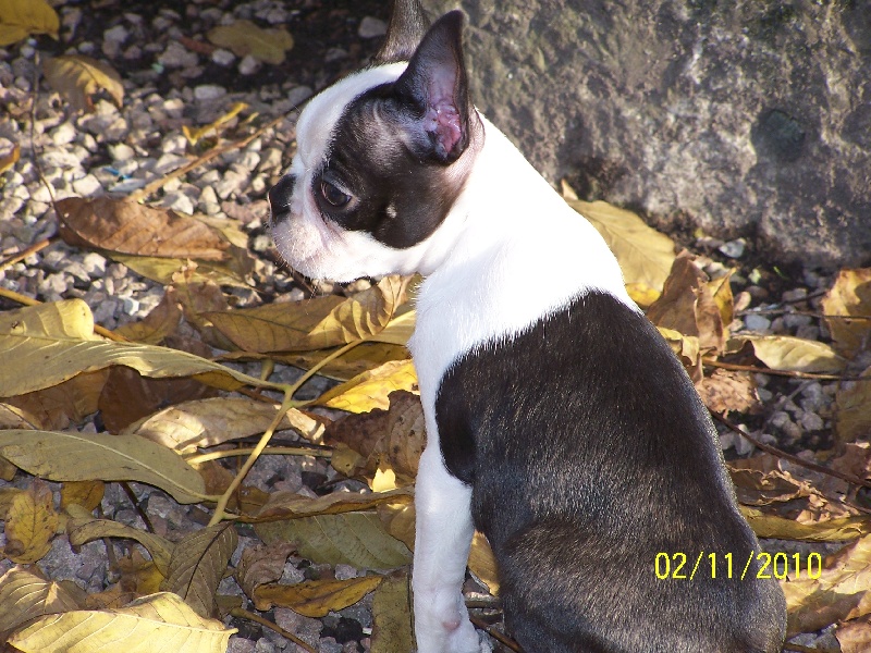 Publication : de Cat'Pat Auteur : sweeties doggies