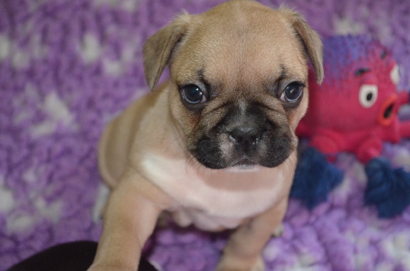 Publication : Sweeties Doggies Auteur : SWEETIES DOGGIES