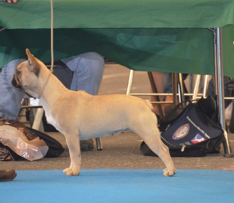 Publication : Sweeties Doggies Auteur : SWEETIES DOGGIES