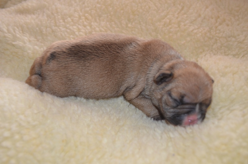 Publication : Sweeties Doggies Auteur : SWEETIES DOGGIES