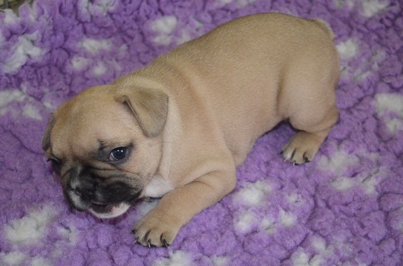 Publication : Sweeties Doggies Auteur : SWEETIES DOGGIES