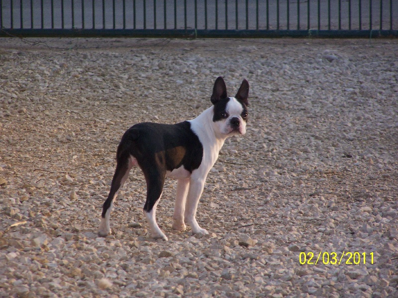 Publication : de Cat'Pat Auteur : sweeties doggies