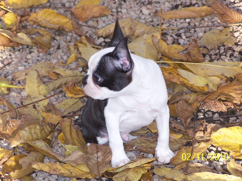 Publication : de Cat'Pat Auteur : sweeties doggies