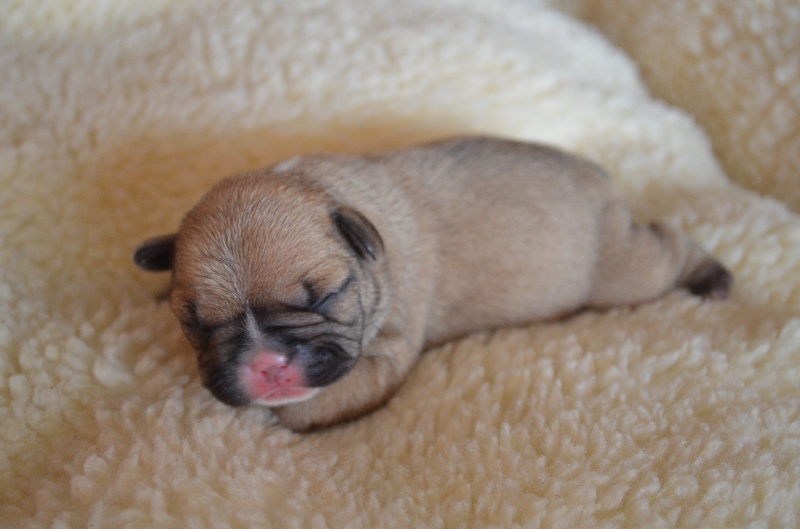 Publication : Sweeties Doggies Auteur : SWEETIES DOGGIES