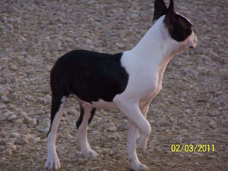 Publication : de Cat'Pat Auteur : sweeties doggies